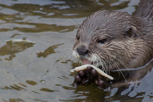 Kurzgrallenotter beim Fressen