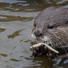 Kurzgrallenotter beim Fressen