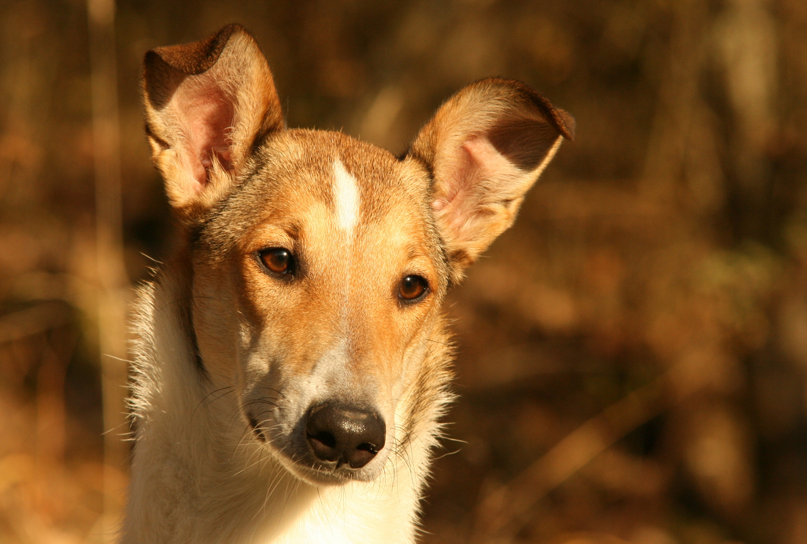 Kurzhaar-Collie-Mädchen Fleur  -  14 Monate alt