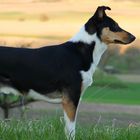 Kurzhaarcollie im Profil