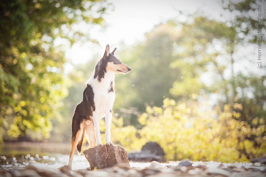 Kurzhaarcollie Jack