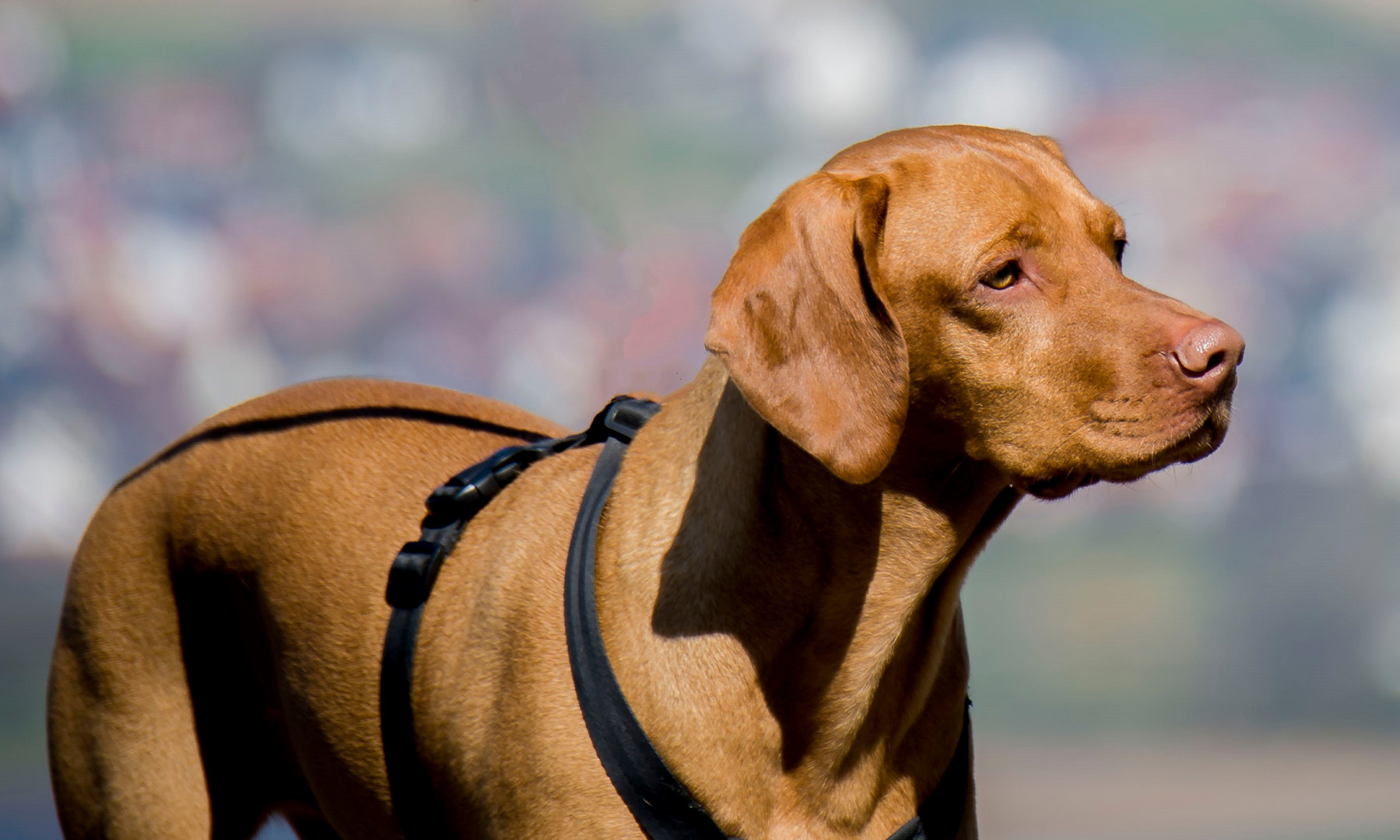 Kurzhaariger Ungarischer Vorstehhund 2