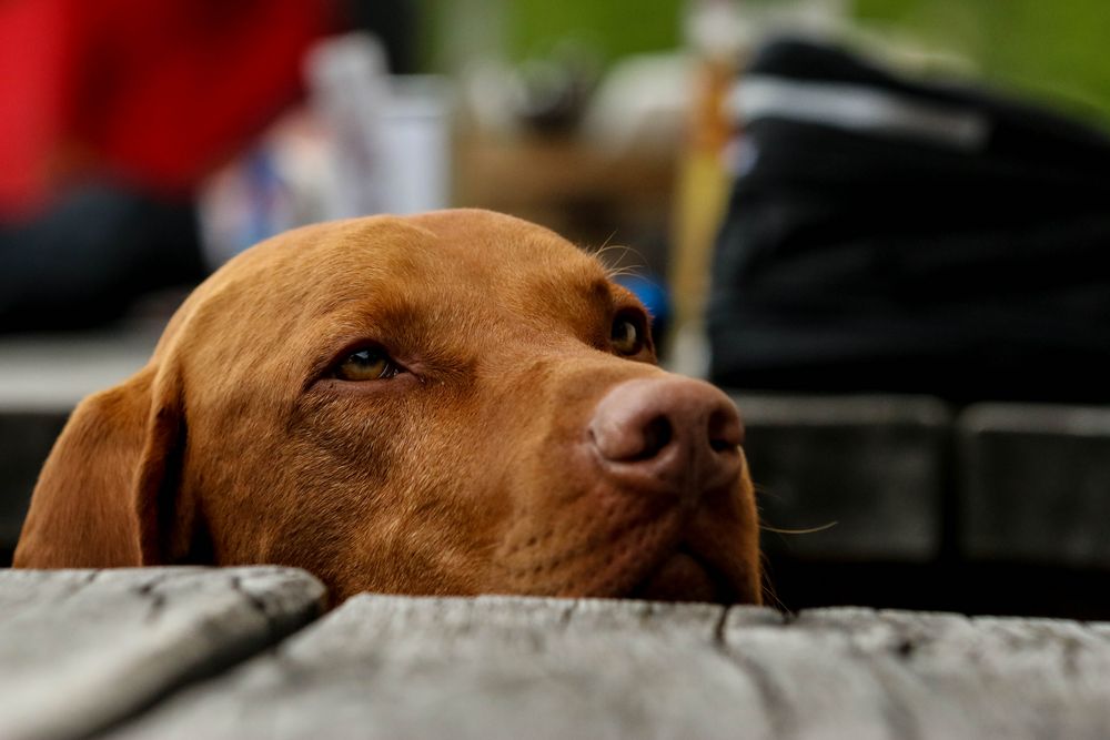 Kurzhaariger Ungarischer Vorstehhund