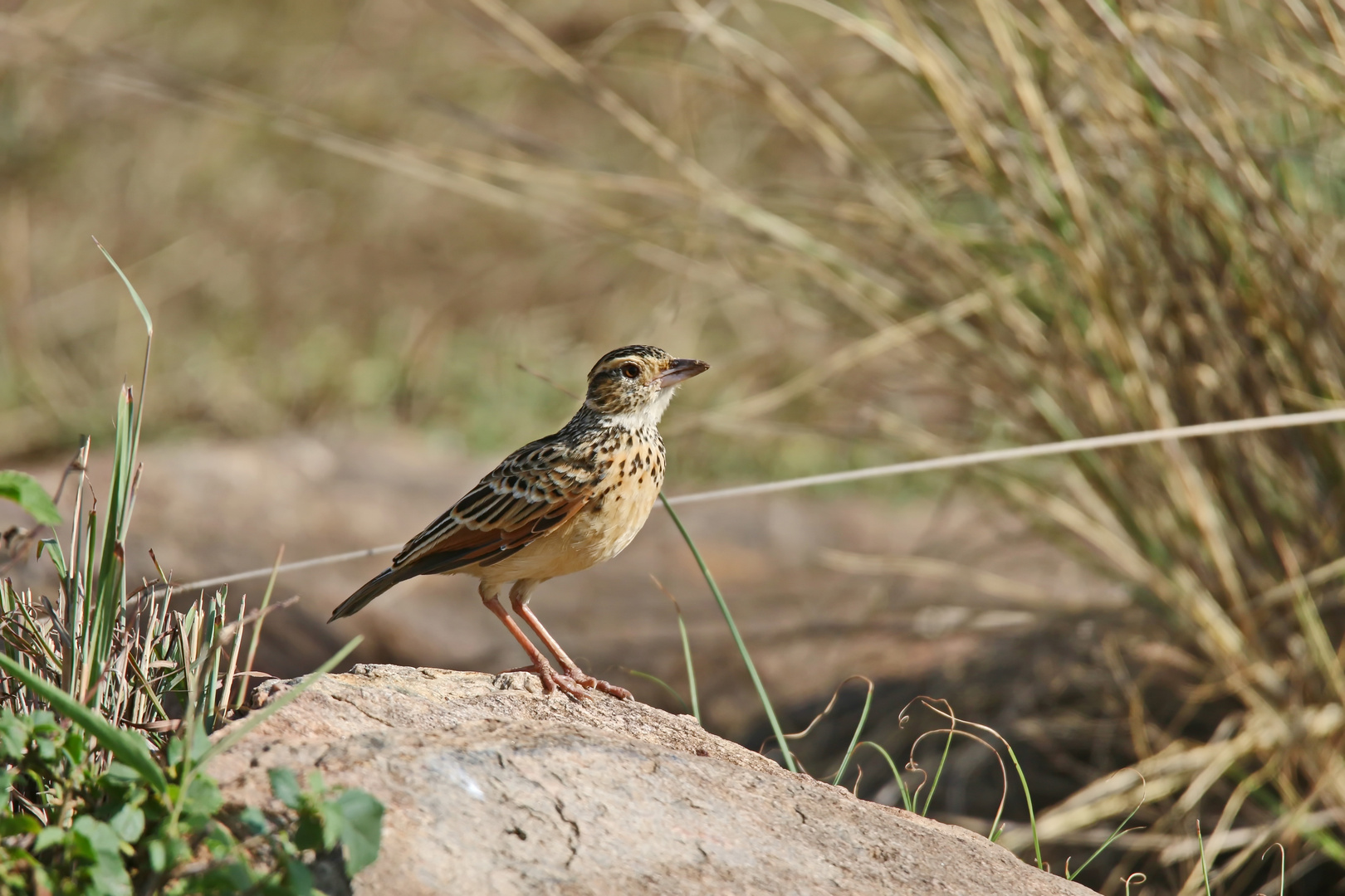 Kurzhaubenlerche,Mirafra africana