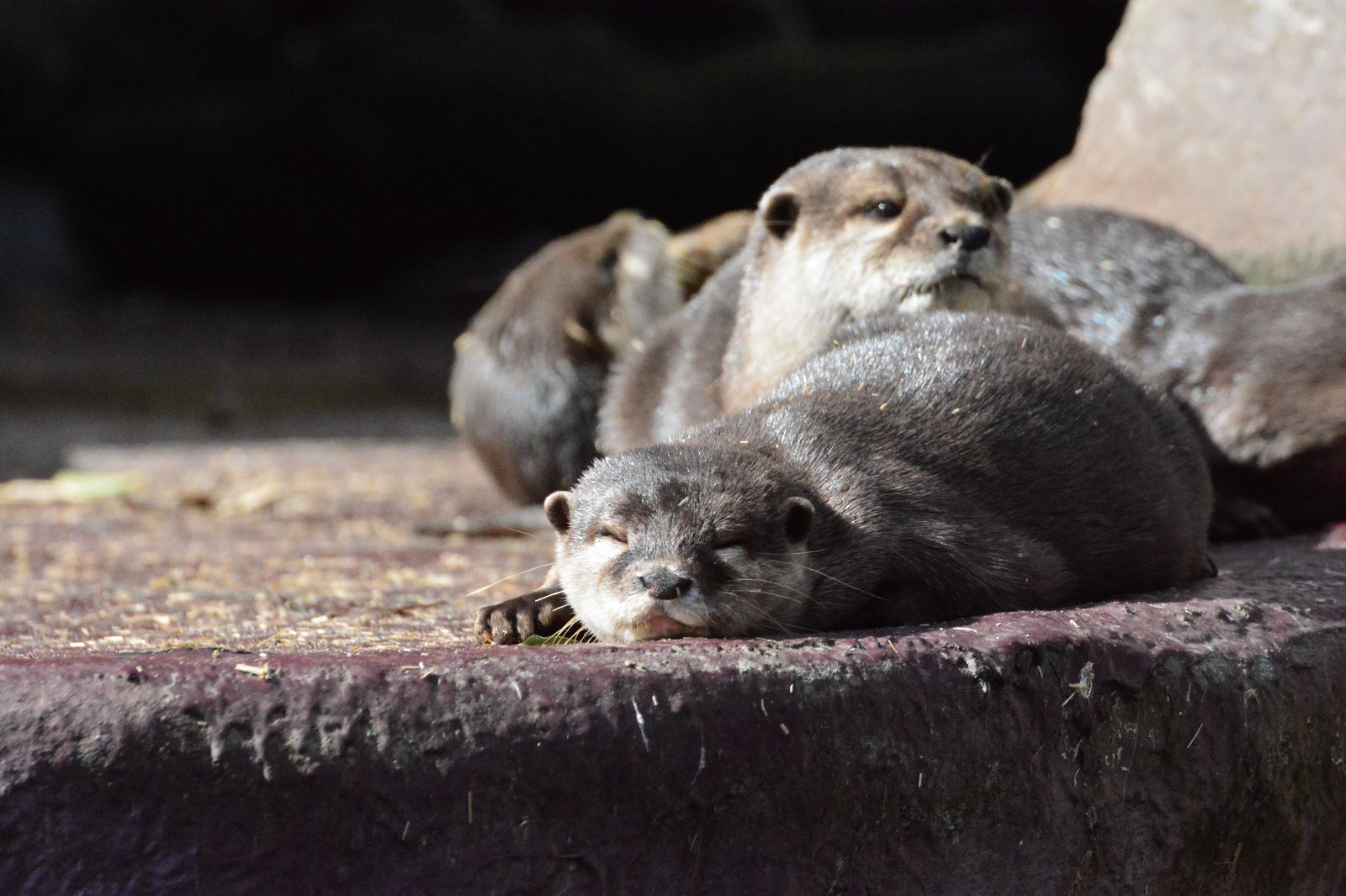 Kurzkrallen-Otter (Zwergotter) 