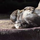 Kurzkrallen-Otter (Zwergotter) 