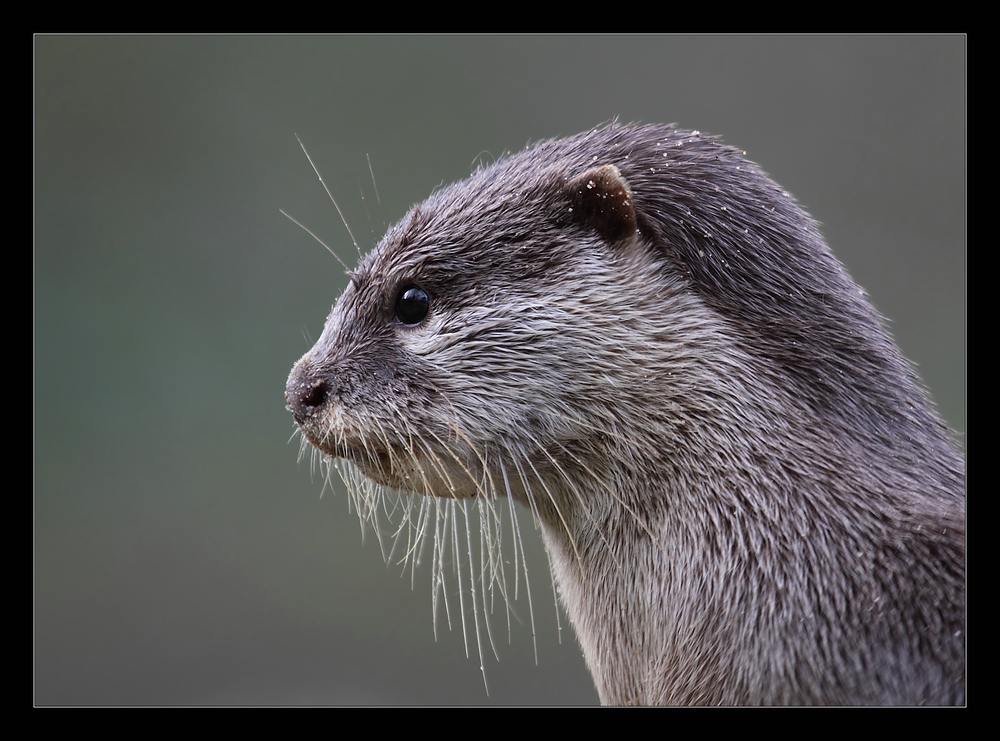 Kurzkrallenotter