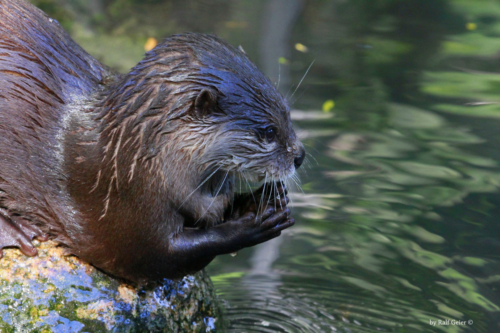 Kurzkrallenotter