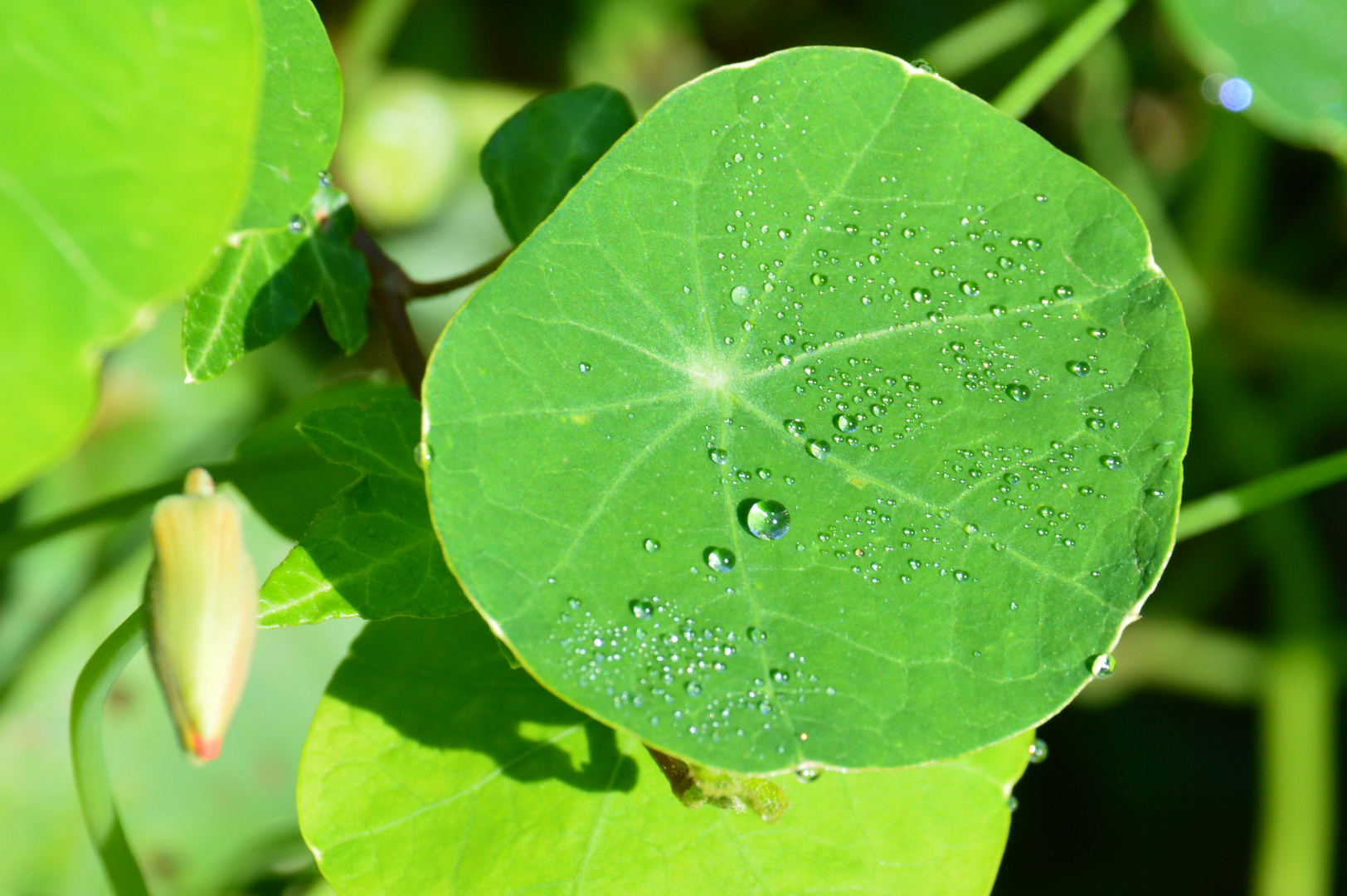 kurzlebige Perle der Natur