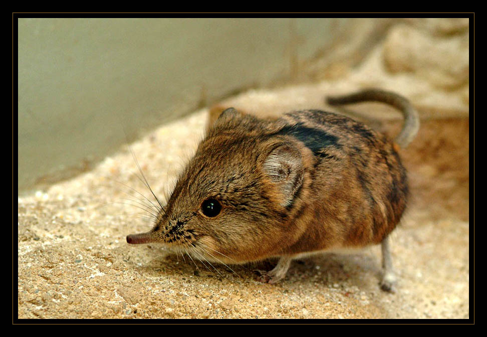 Kurzohr - Rüsselspringer (Macroscelides proboscideus)