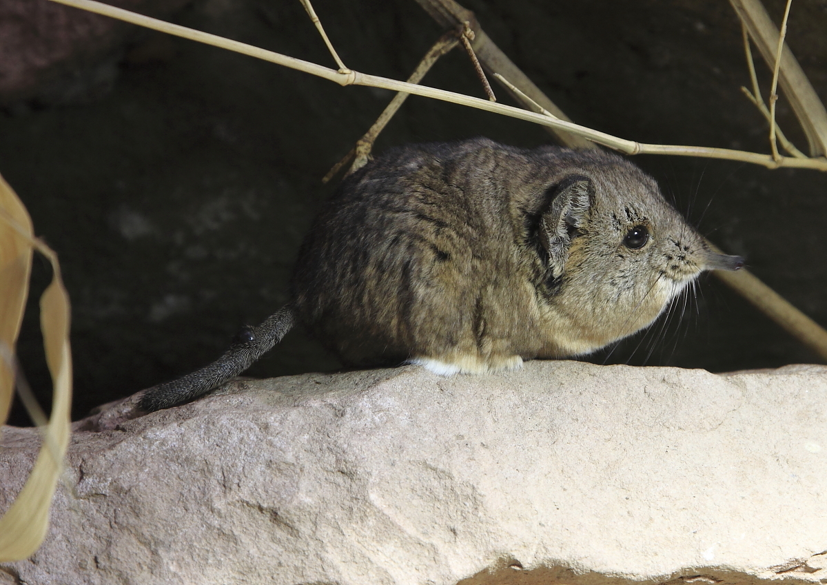 Kurzohrrüsselspringer (Macroscelides proboscideus)