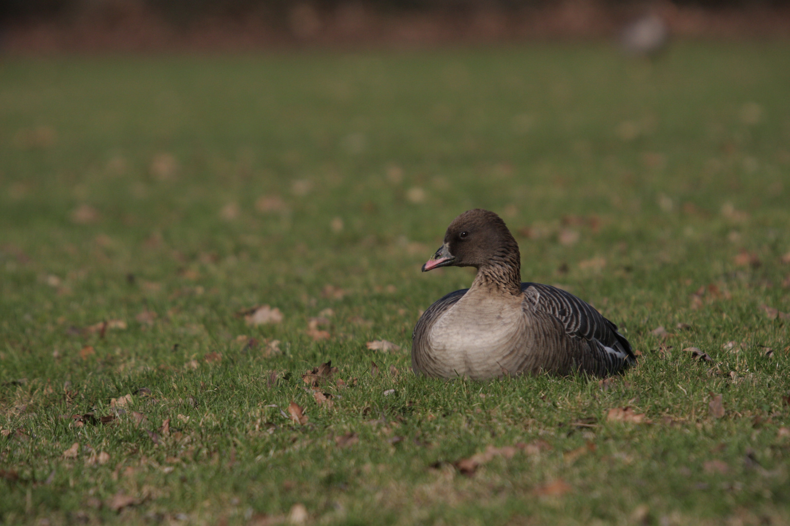 Kurzschnabelgans (Anser brachyrhynchus)