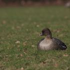 Kurzschnabelgans (Anser brachyrhynchus)