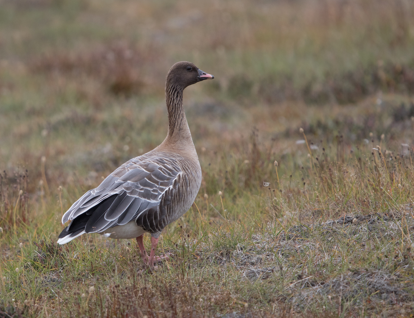 Kurzschnabelgans, Spitzbergen