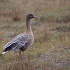 Kurzschnabelgans, Spitzbergen