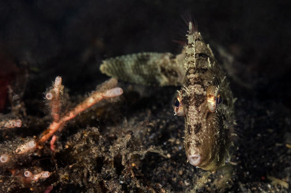 Kurzschnauzen Feilenfisch (lat.: Paramonacanthus curtorhynchos) 