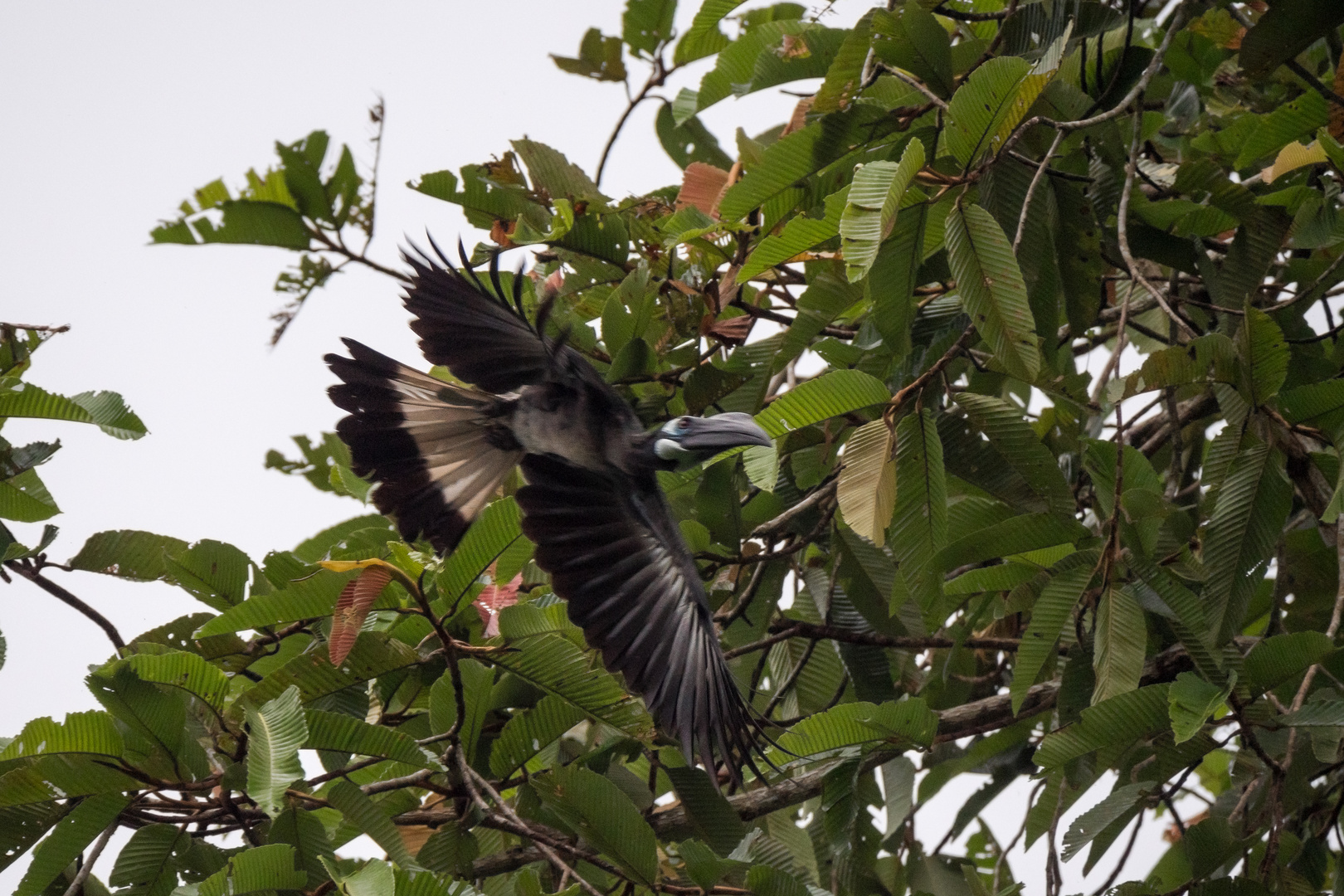 Kurzschopf-Hornvogel