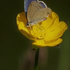 Kurzschwänziger Bläuling auf Butterblume