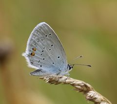 Kurzschwänziger Bläuling - Weibchen