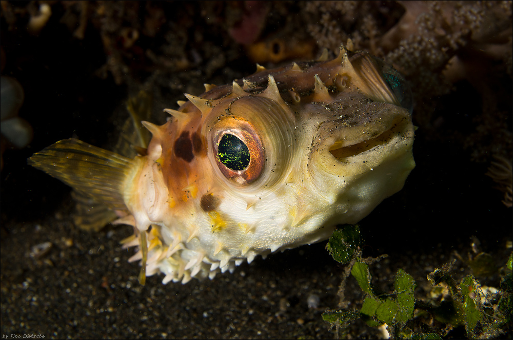 Kurzstachel Igelfisch