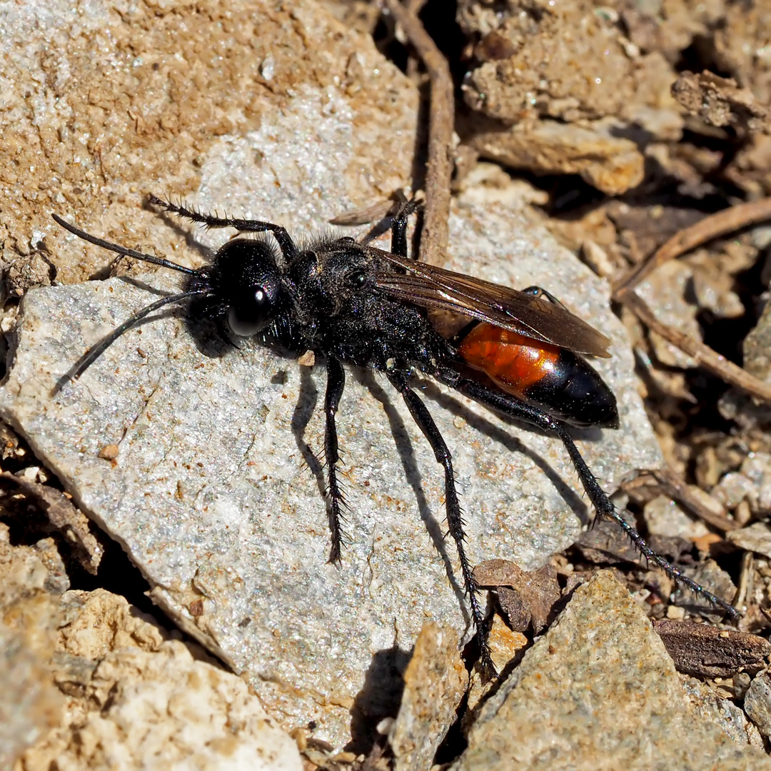 Kurzstiel-Sandwespe (Podalonia hirsuta)