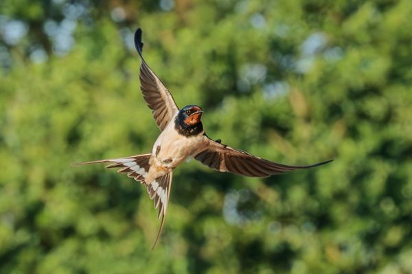 Kurzstopp, Rauchschwalbe