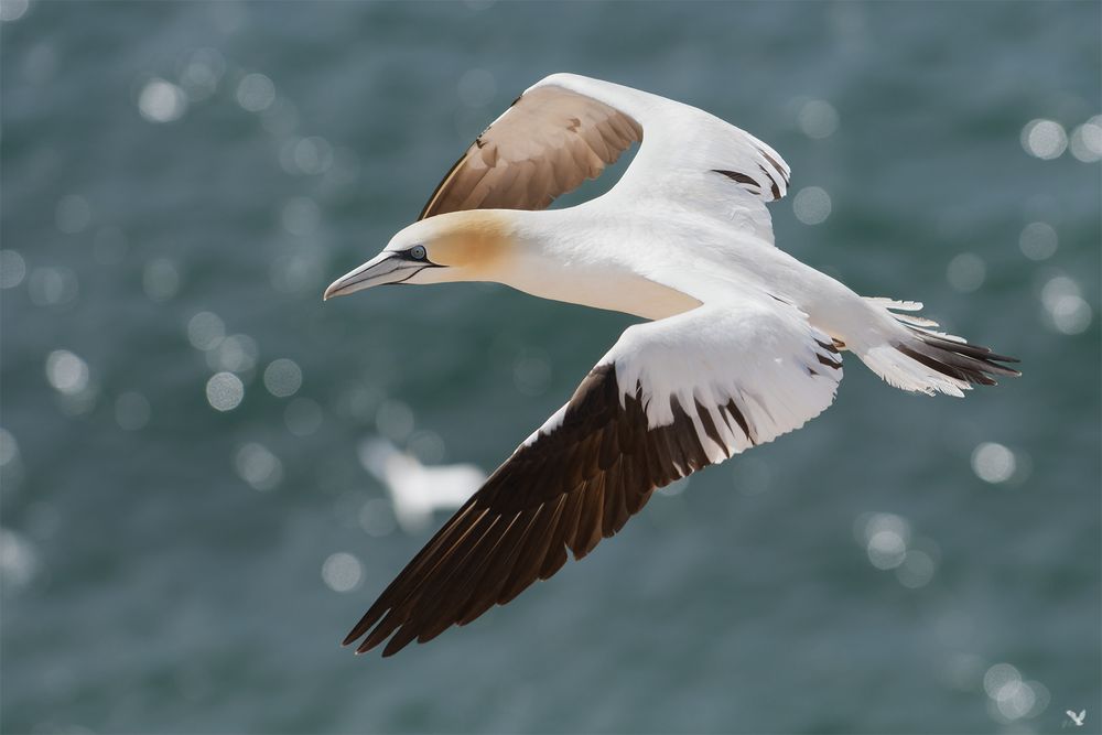 Kurztrip nach Helgoland ...