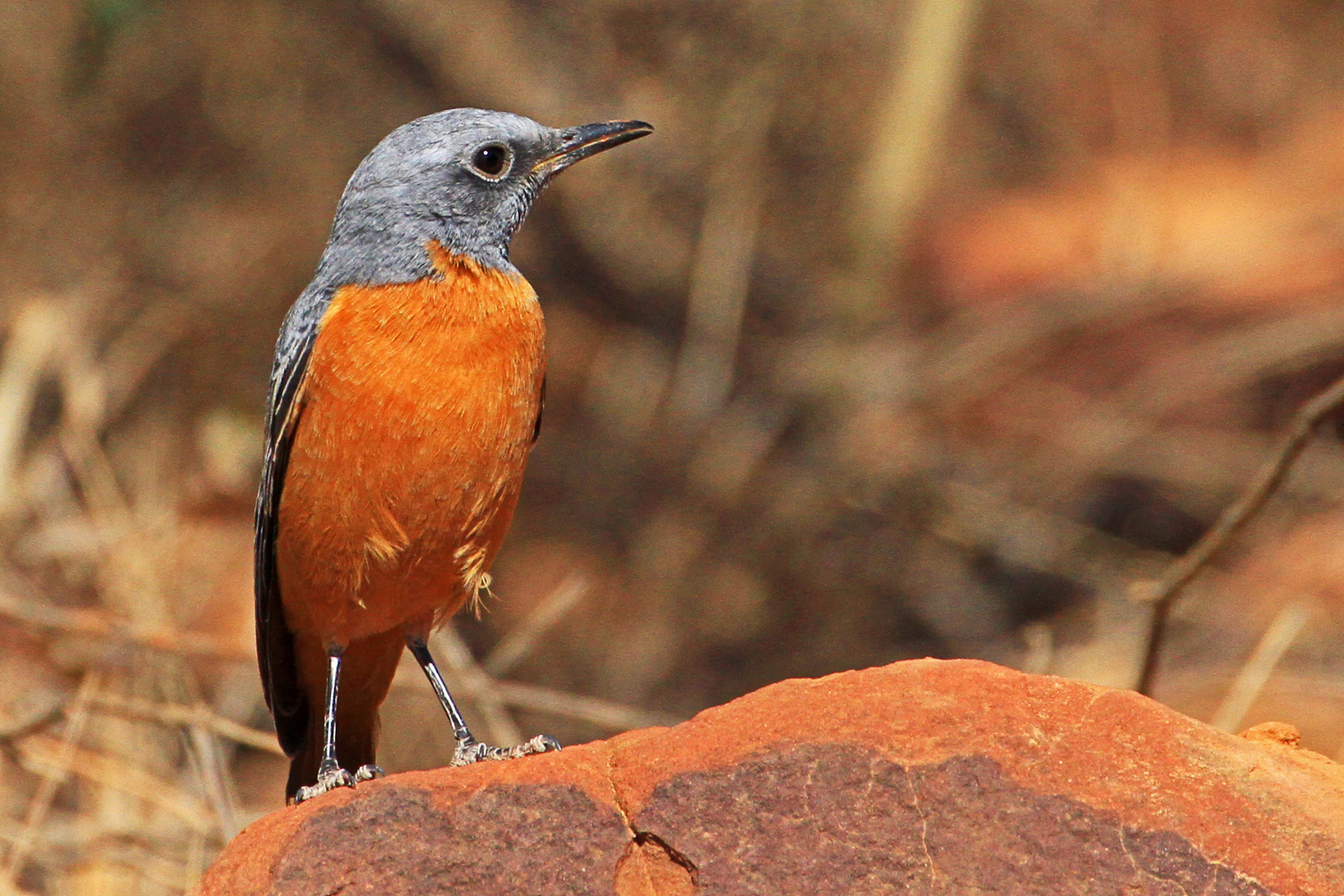 Kurzzehenrötel (Monticola brevipes), Waterberg, Namibia