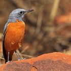 Kurzzehenrötel (Monticola brevipes), Waterberg, Namibia