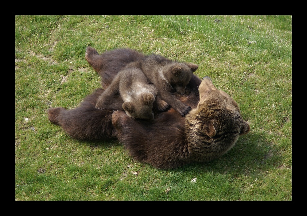 BäRen Kuscheln BäRen Kuscheln