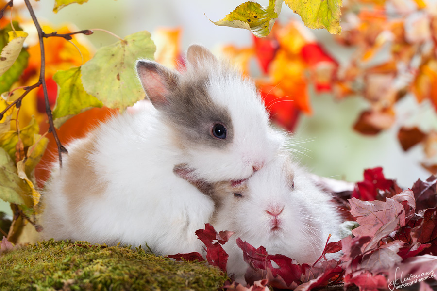 kuschel häschen Foto & Bild | tiere, haustiere, nagetiere & kaninchen