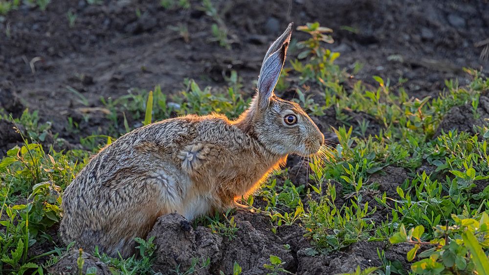 KUSCHEL-HASE genießt den Sonnenuntergang