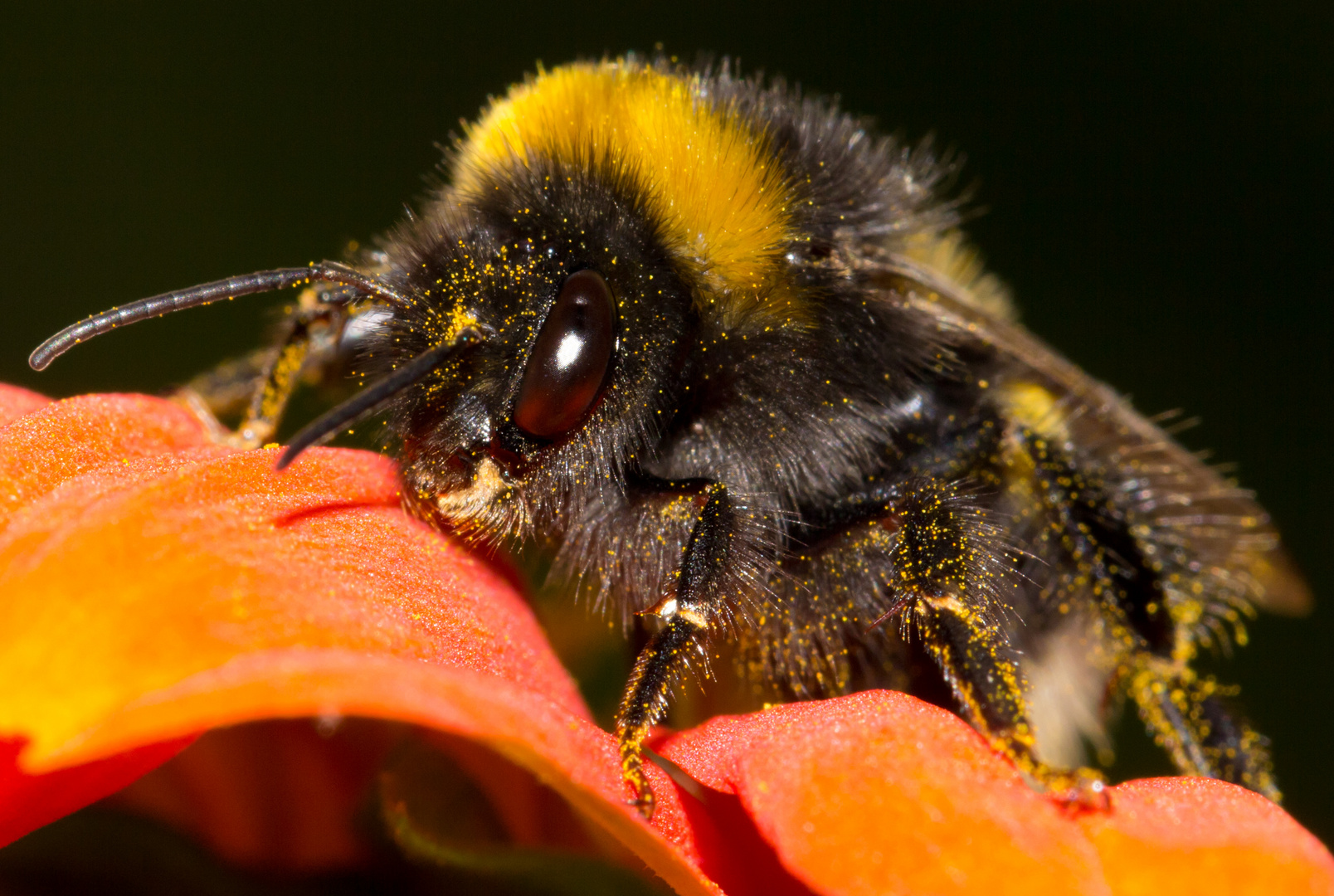 Kuschel-Hummel