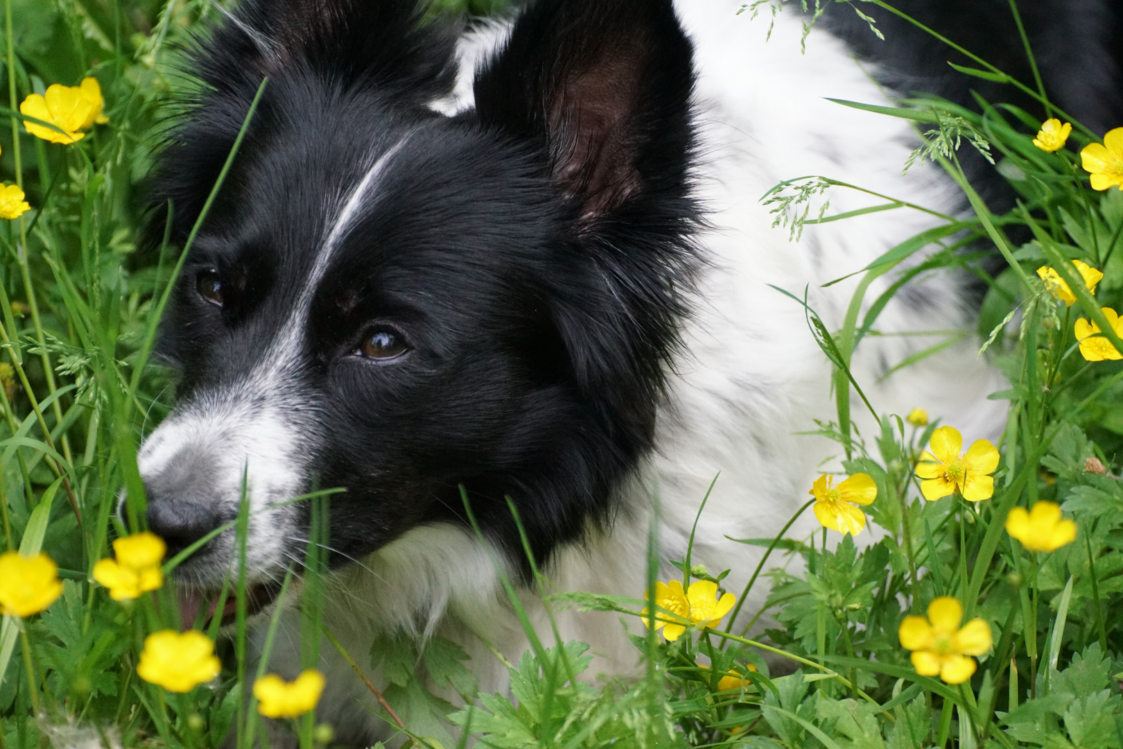 Kuschel - Hund