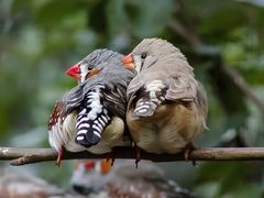 Tierparks und Zoos