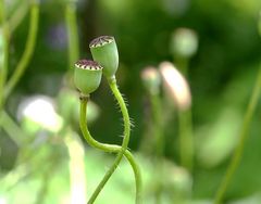 Kuschel - Mohn