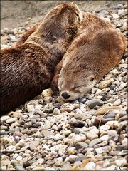 Kuschel-Otter