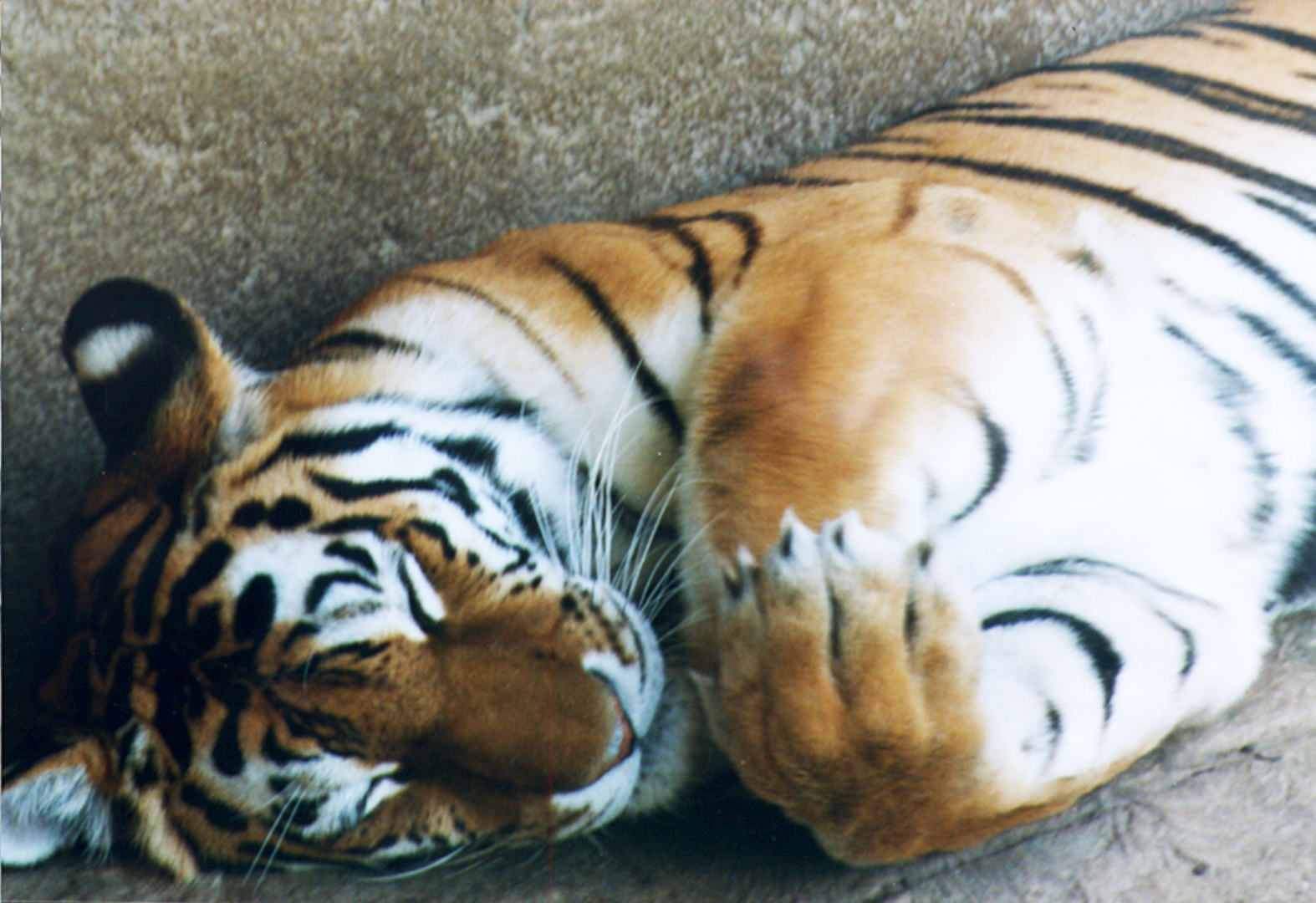 Kuschel-Tiger