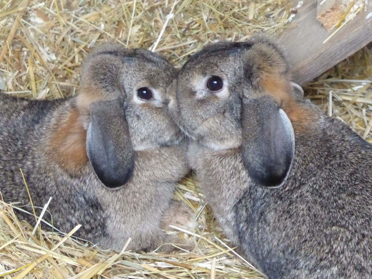 Kuschelalarm