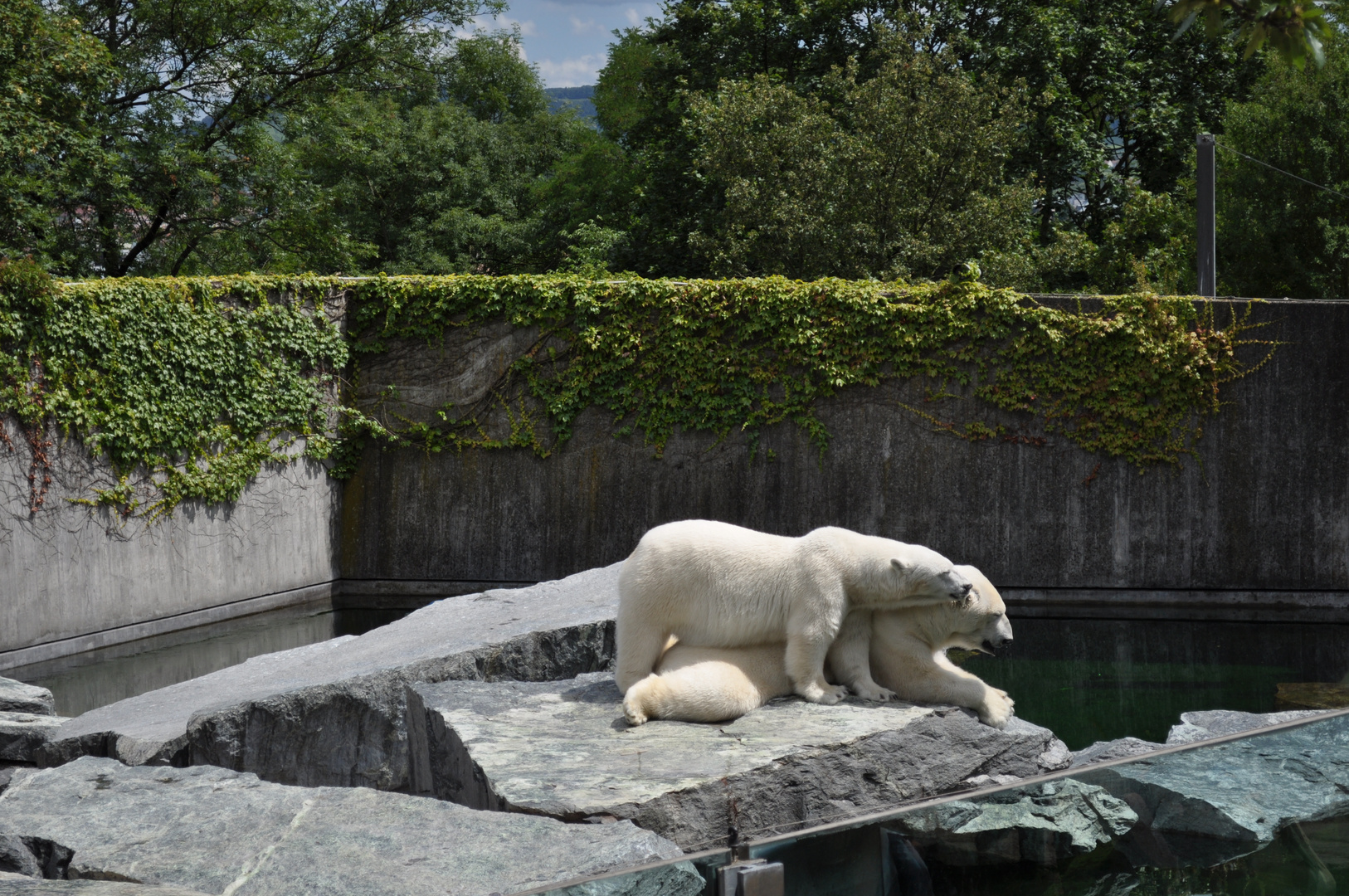 Kuschelbär