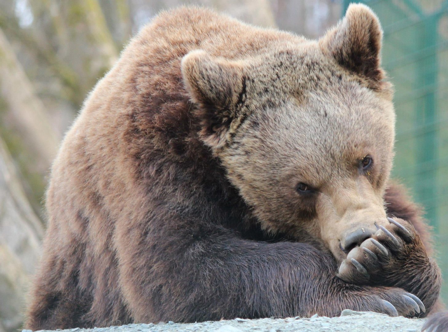 Kuschelbär