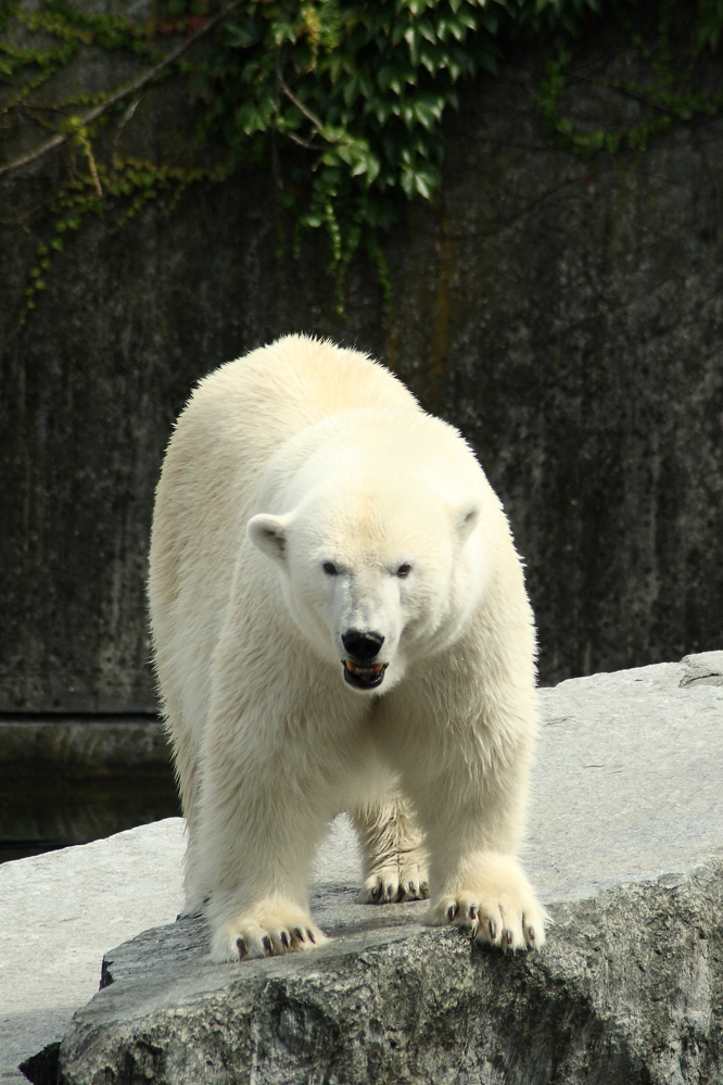 Kuschelbär