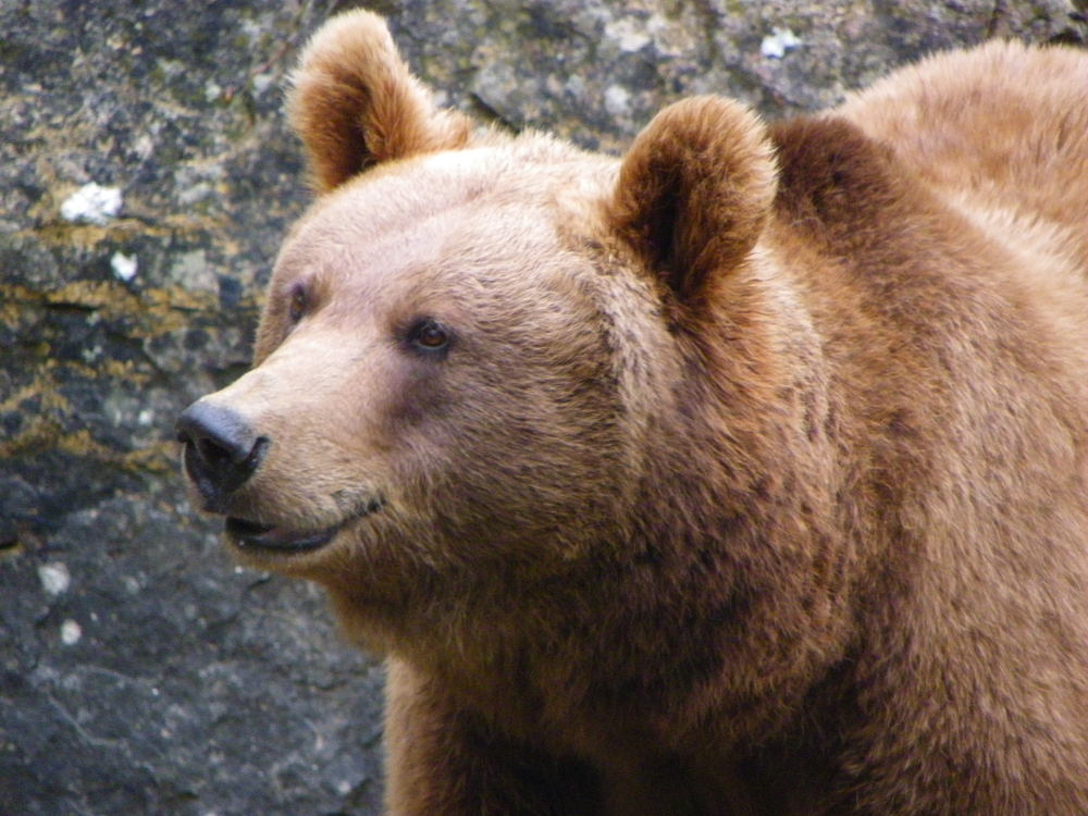 Kuschelbär