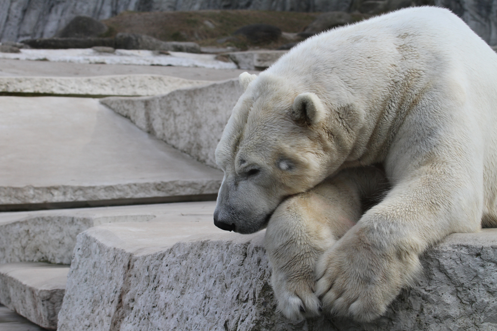 Kuschelbär