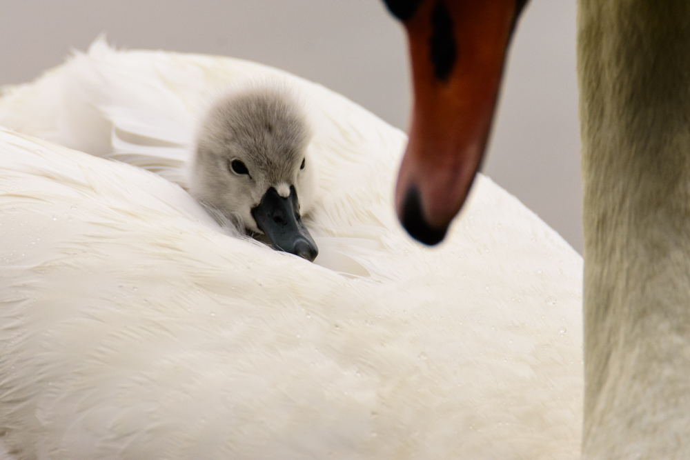 Kuschelbett