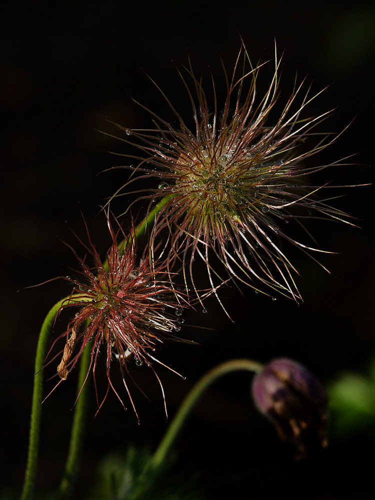 "Kuschelblume"-Pulsatilla vulgaris