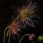 "Kuschelblume"-Pulsatilla vulgaris