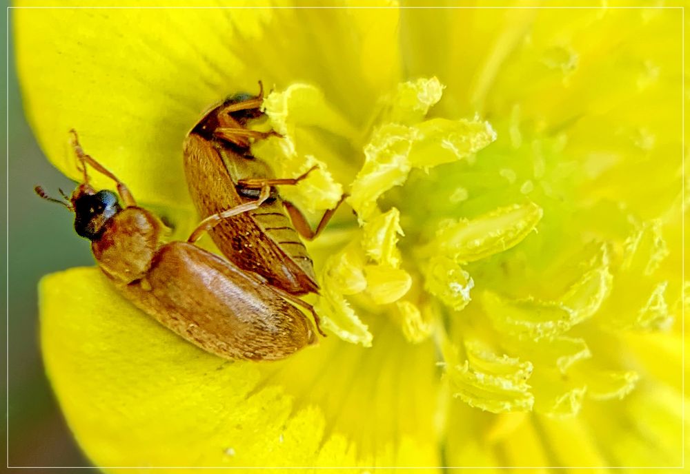 Kuschelei in der Butterblume