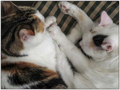 Kuschelfreundschaft