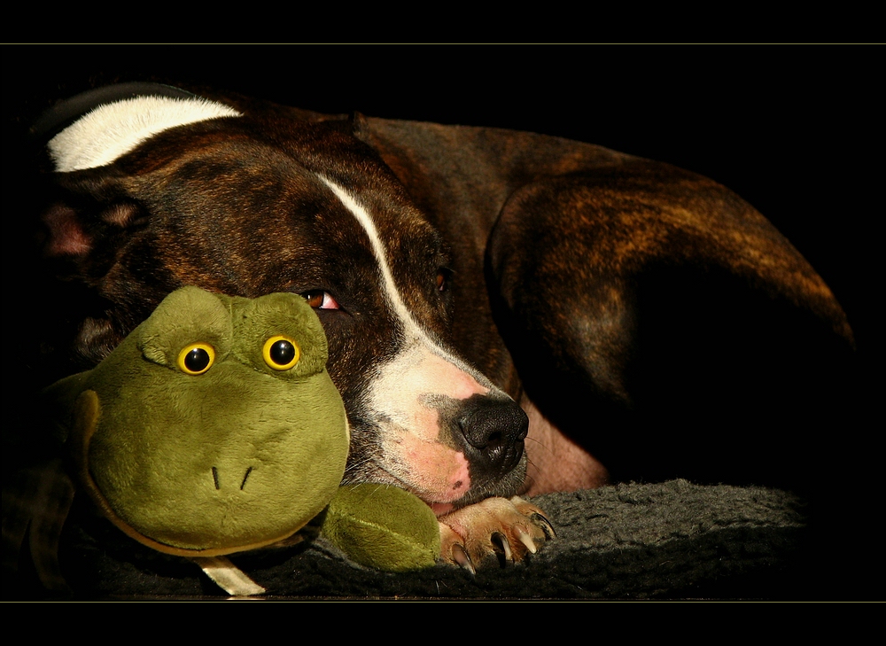 Kuschelfroggy...